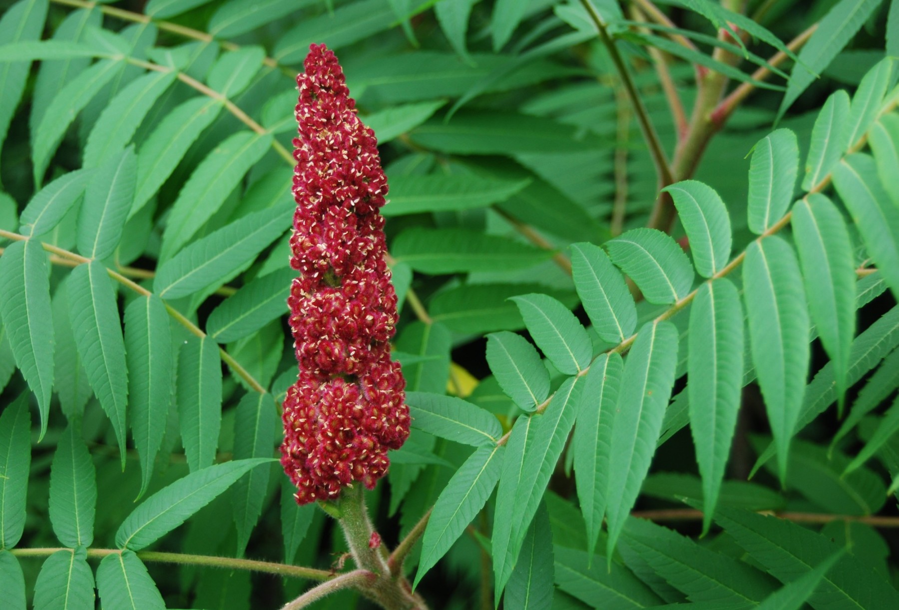 Сумах еда. Сумах оленерогий Rhus typhina. Сумах дубильный (Rhus coriaria. Сумах ядоносный (лаковое дерево). Сумах оленерогий уксусное дерево.